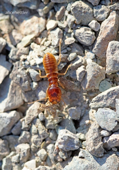 Termite _Isoptera sp__.jpg